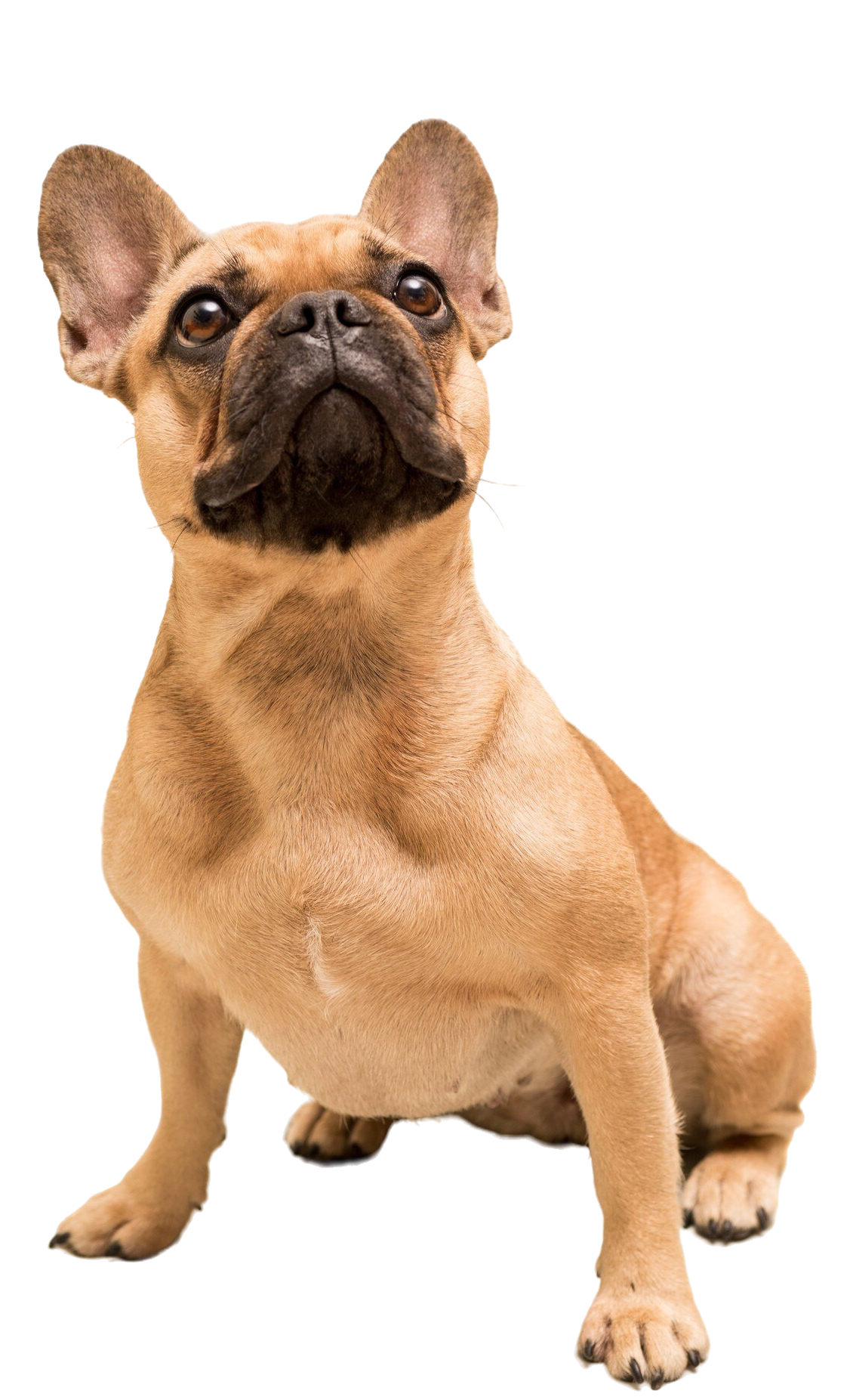 adorable-bulldog-frances-joven-aislado-blanco-retrato-perro-cerca